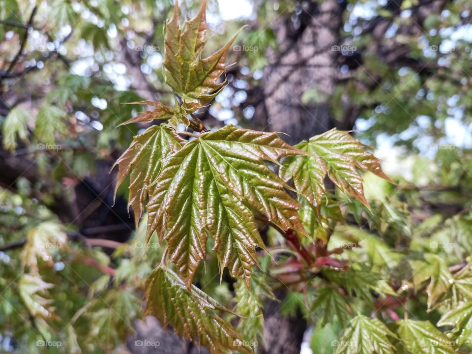 The beauty in nature