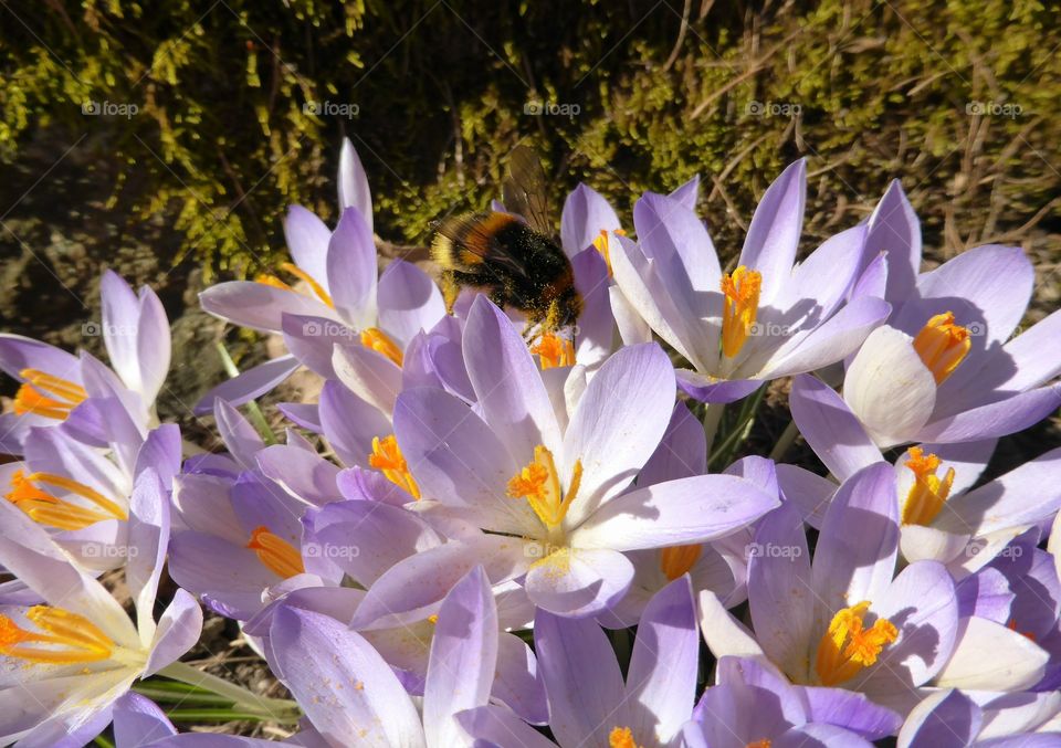 Humble bee on crocus flowers