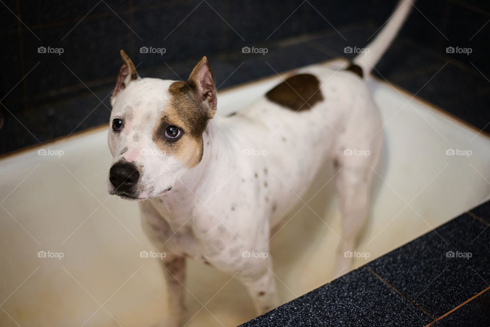 Close-up of dog in bathtub