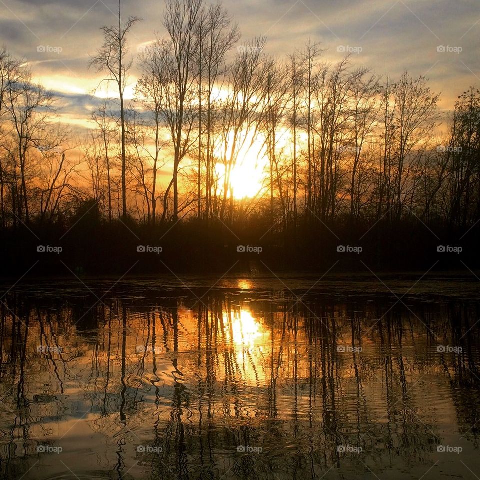 Sunset through the trees
