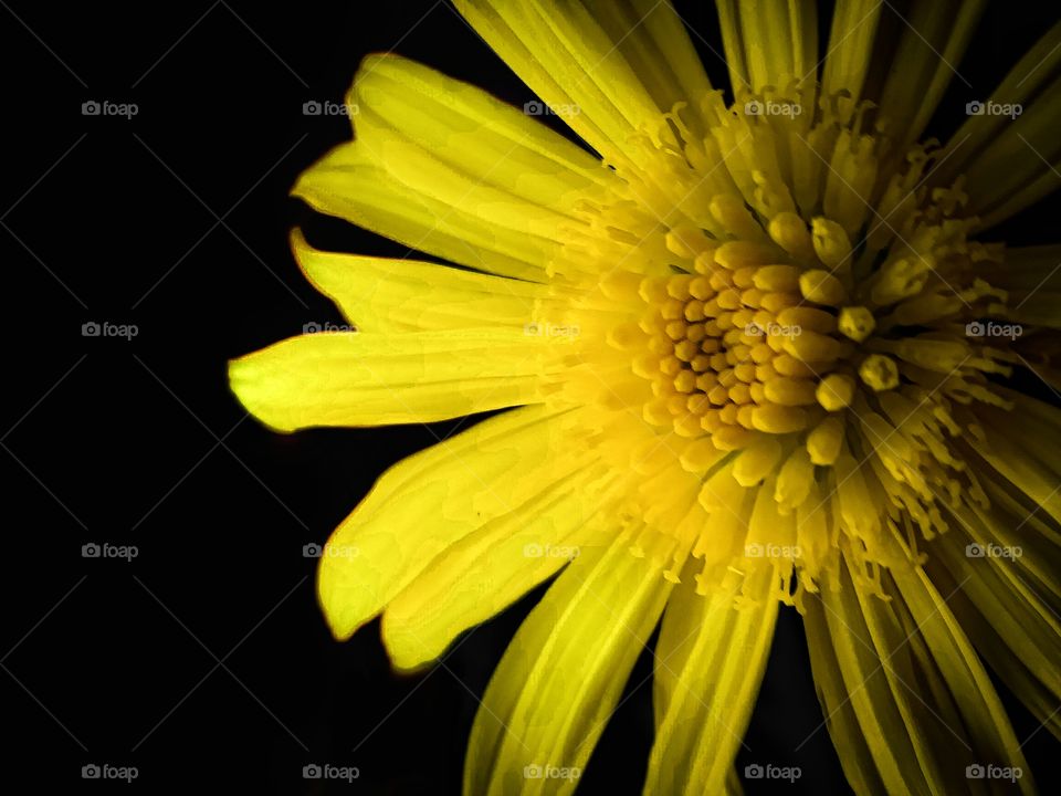 Yellow flower