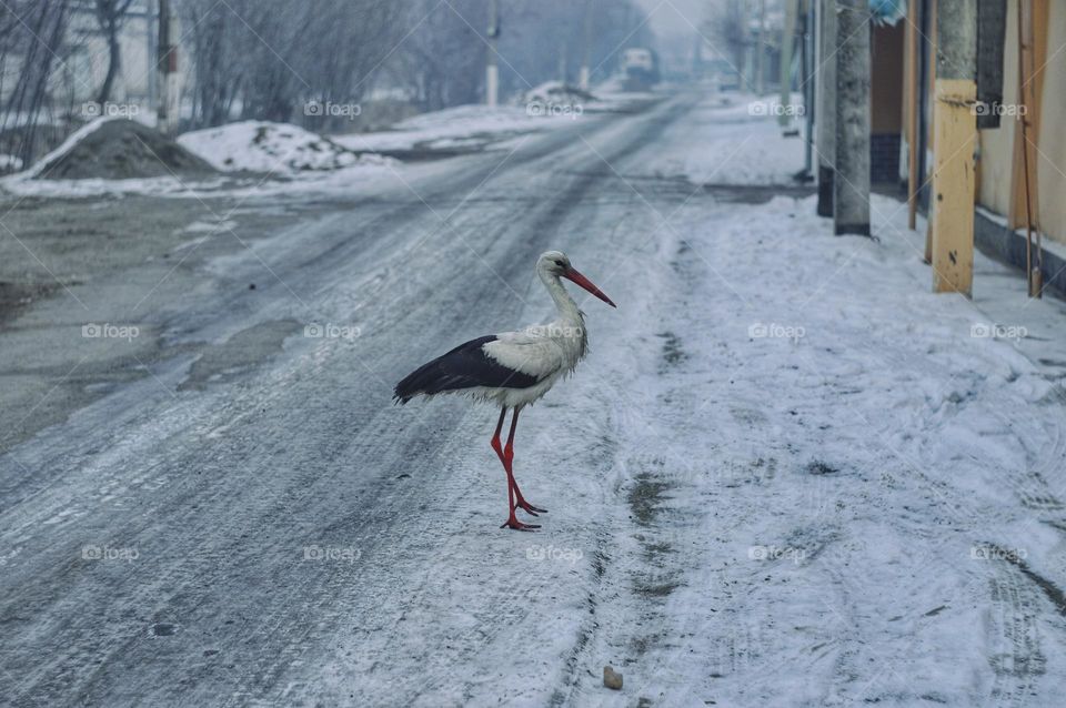 a crane stands on a snowy road