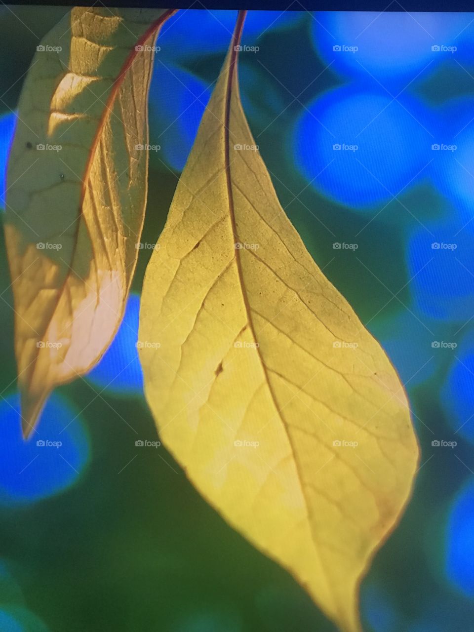 Washington Autumn Season 