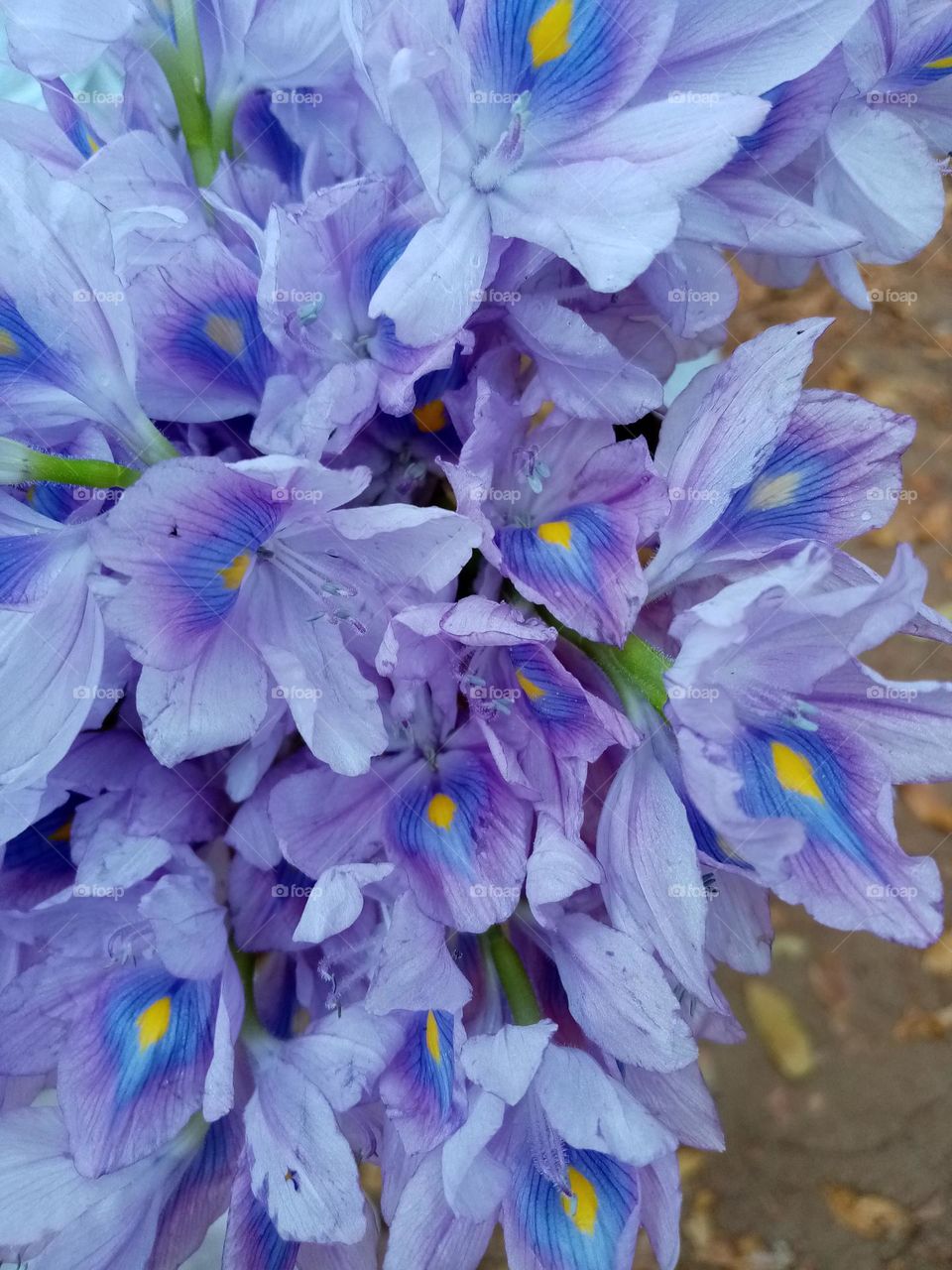 Peacock feathers in the flowers.