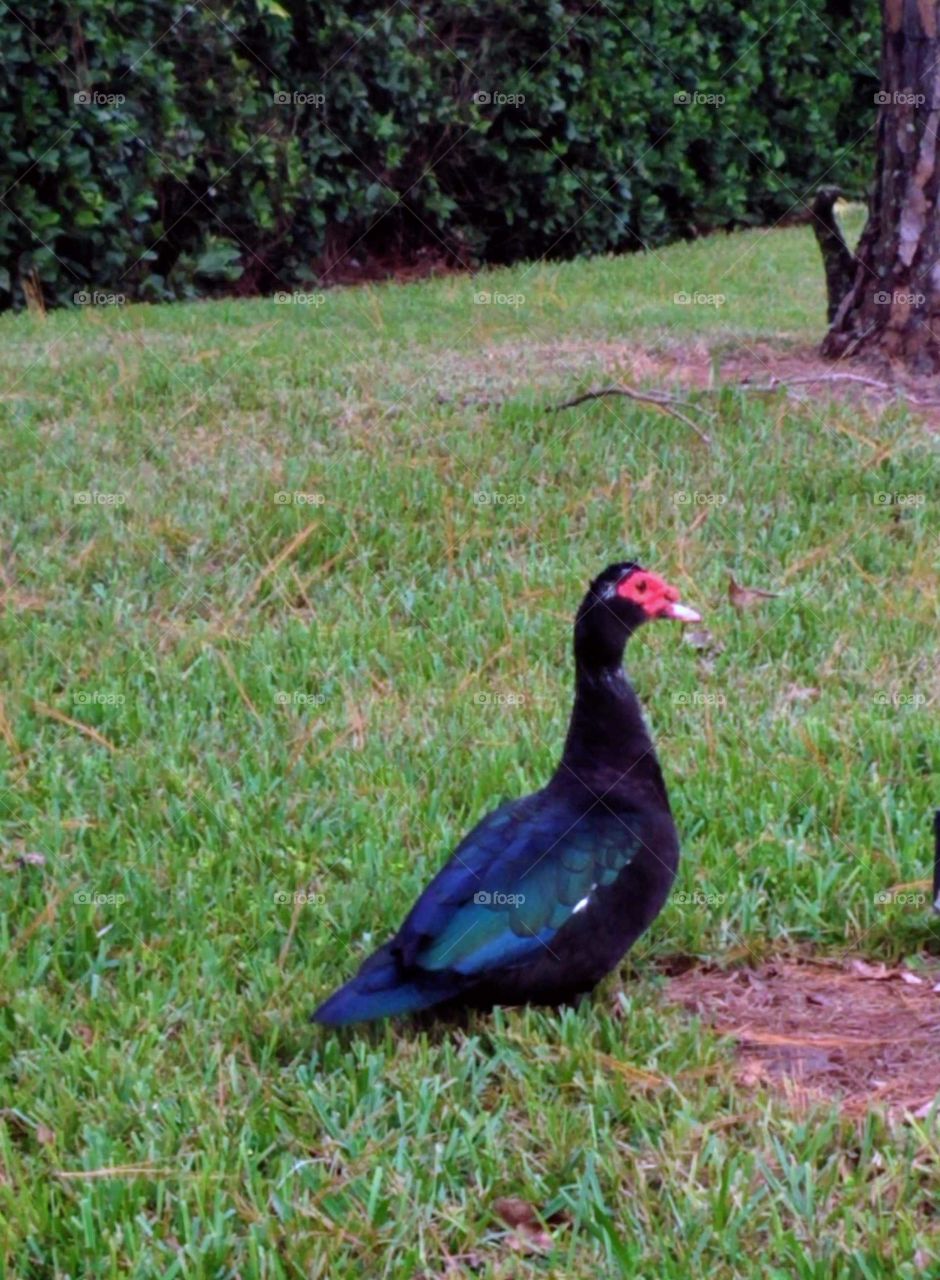 Black duck walking on green grass