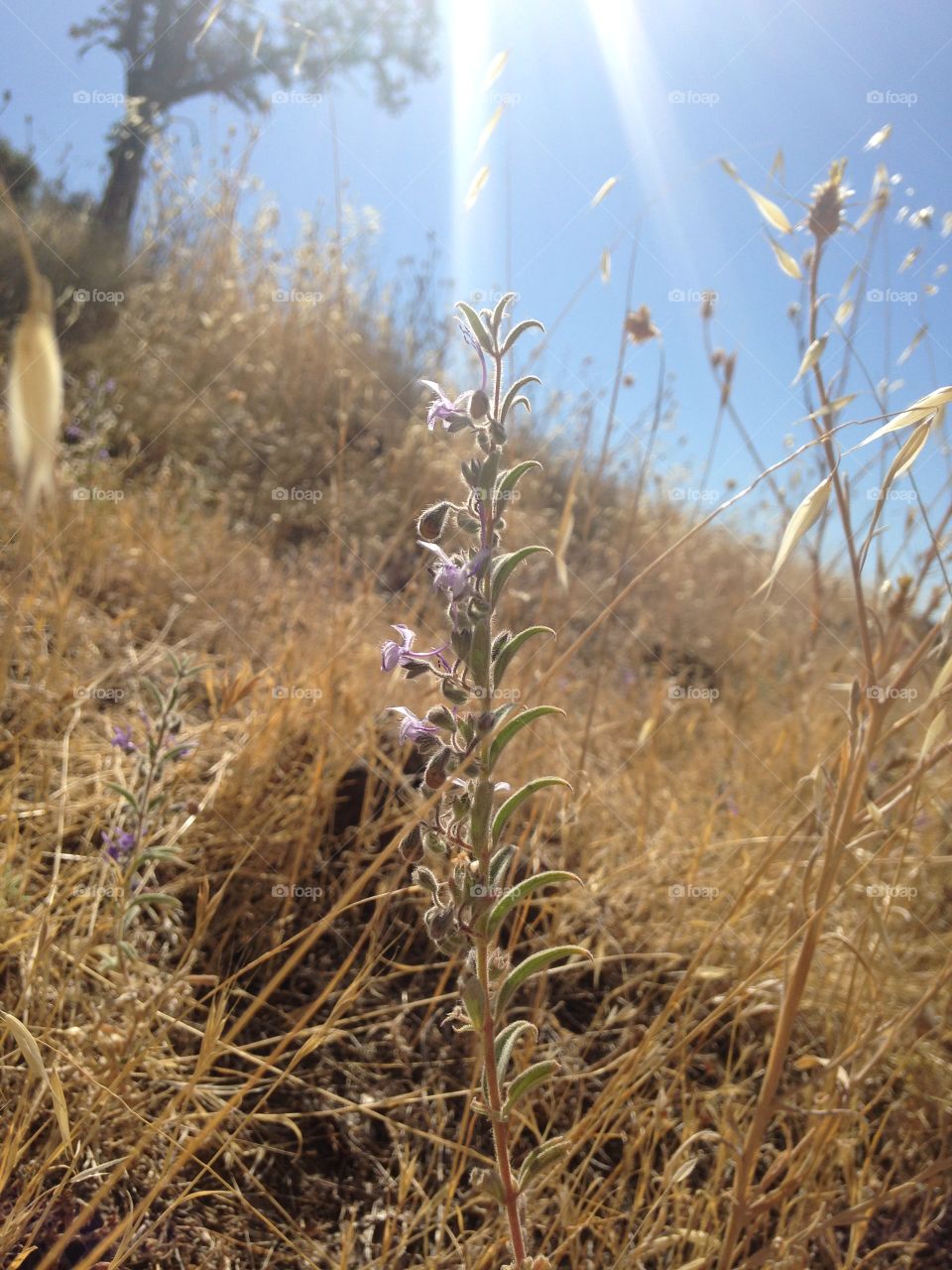 Lavender in Upper Boswell Park, Chico CA