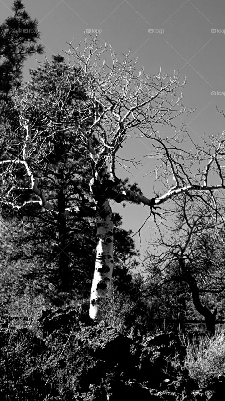 Aspen out of lava flow