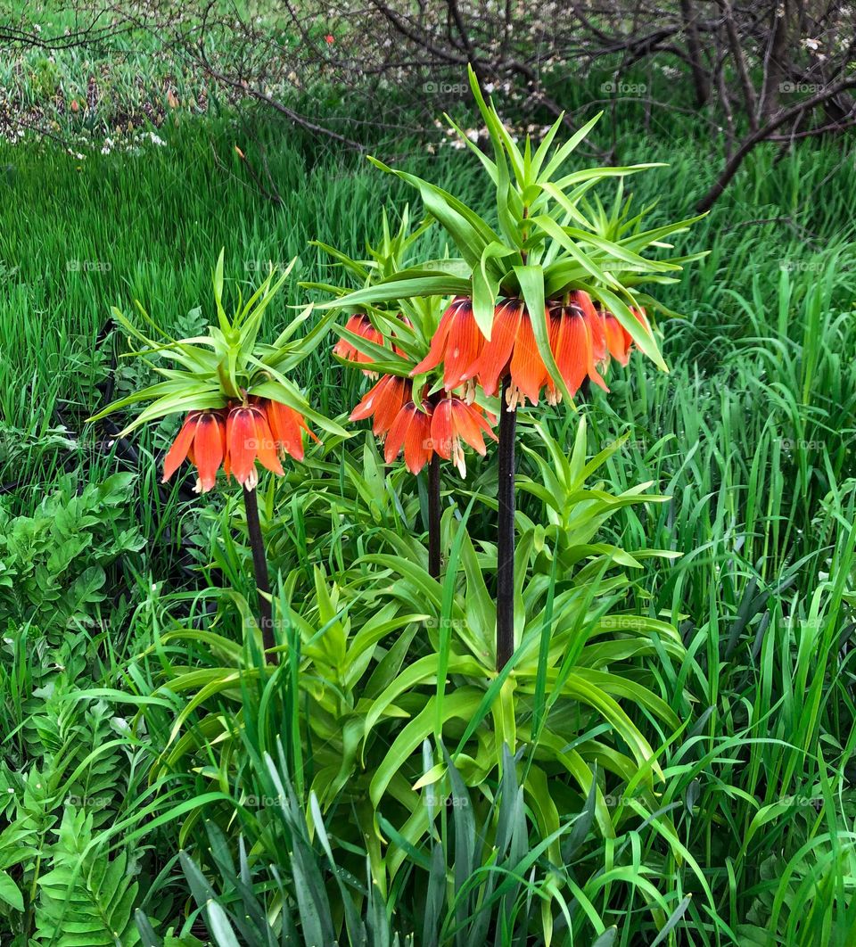 Orange royal lily in the garden 