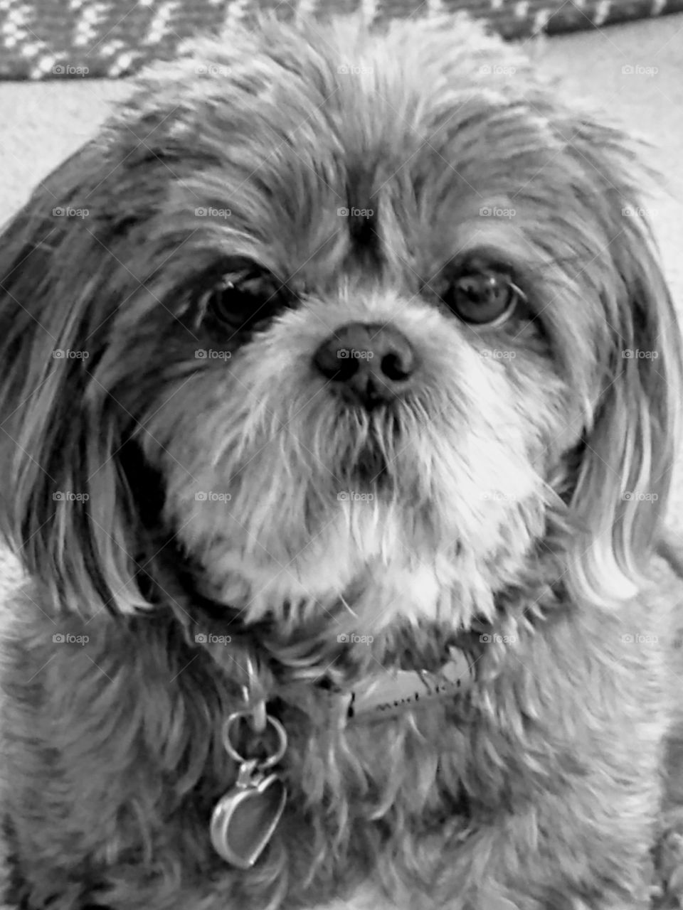 Sassy Shih tzu dog