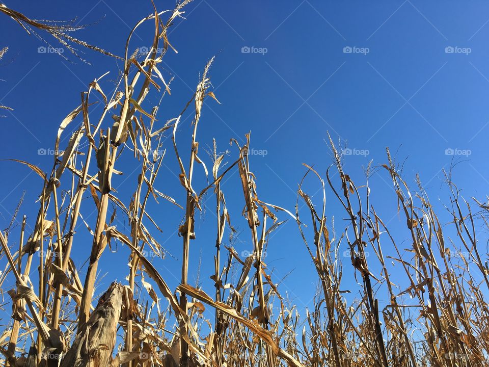 Corn Maze