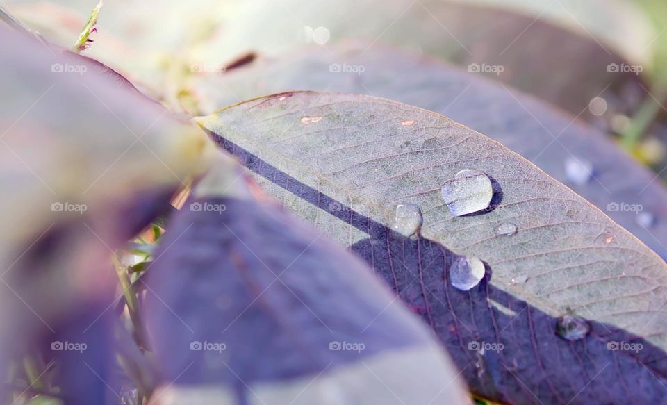 purple leaves on a rainy day