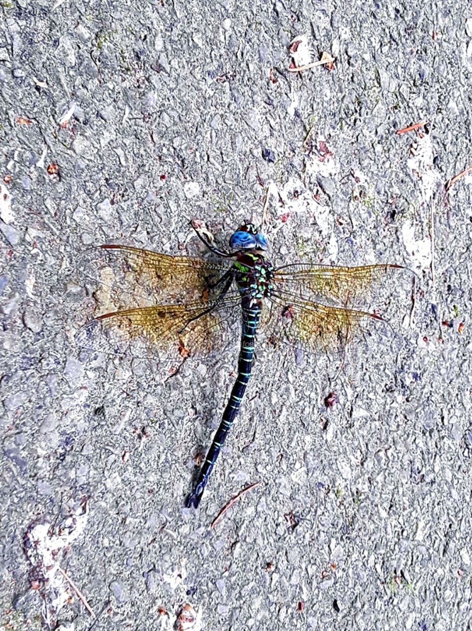Huge dragonfly