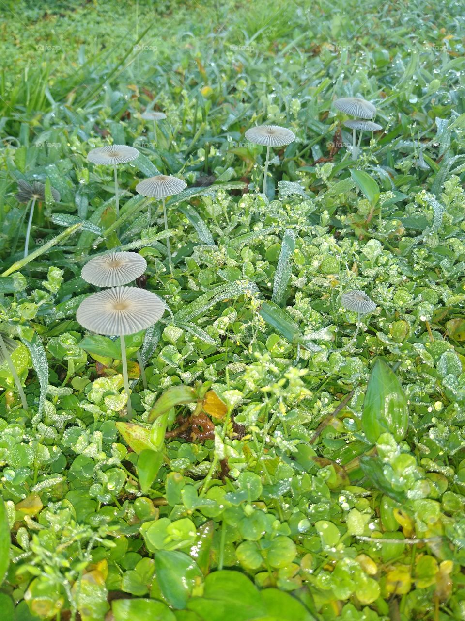 Mushrooms ushering in the summer time