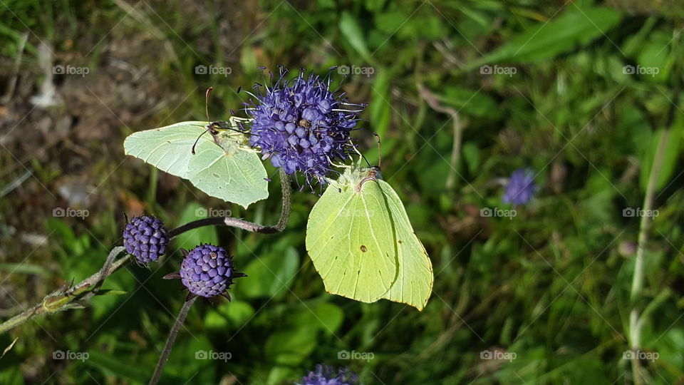 Two Butterflies Sharing Flowers