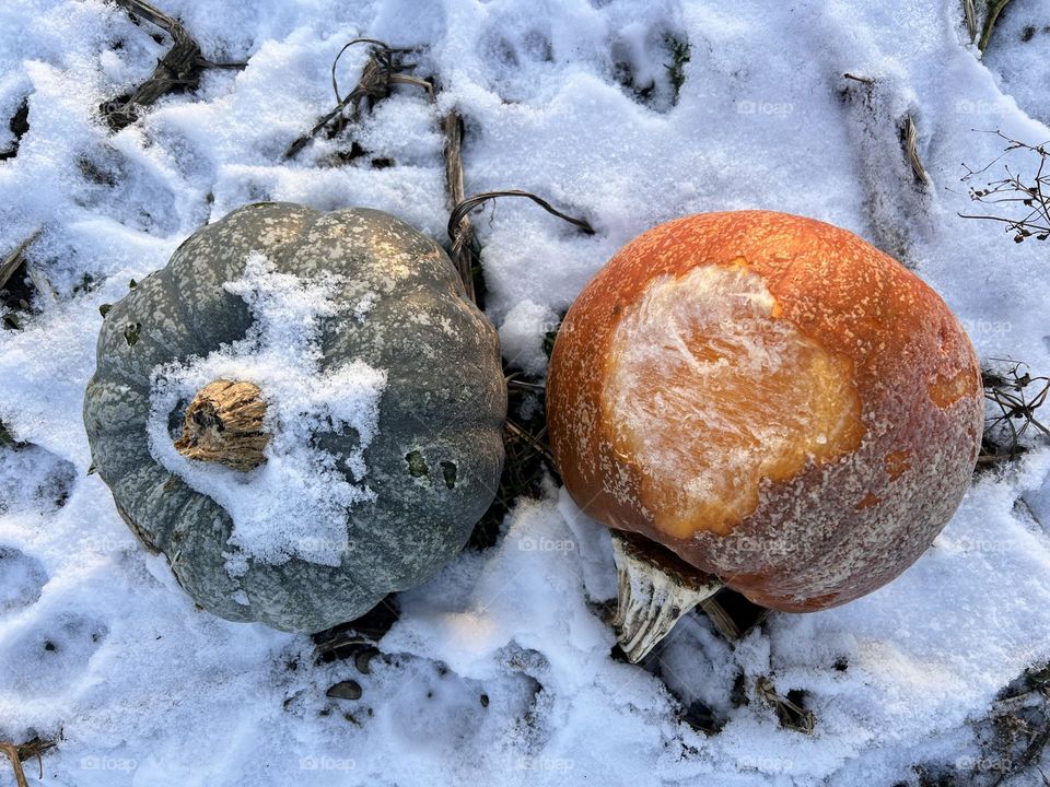 Frosted and frozen pumpkins in the field 