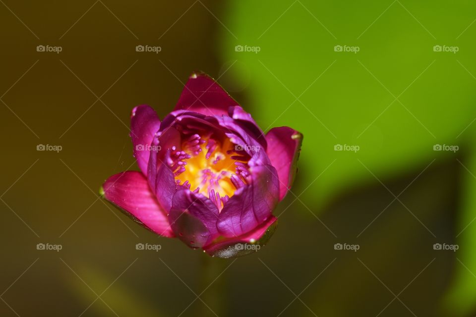 Close up photography of a lotus flower 