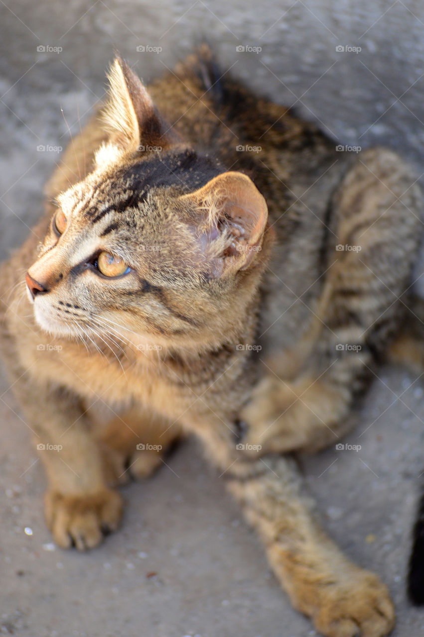 cat closeup