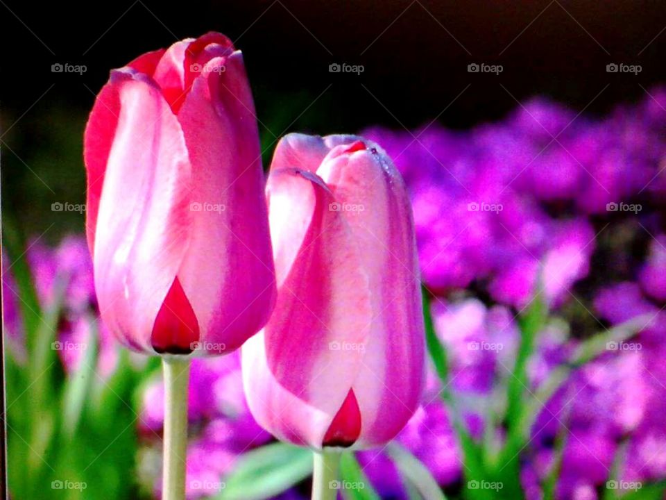 pink tulips in the park