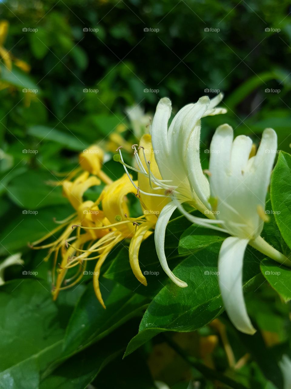honeysuckle