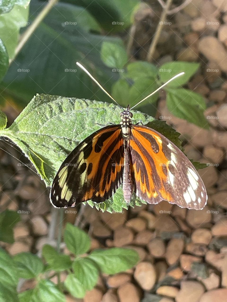 Butterfly, Burboletas