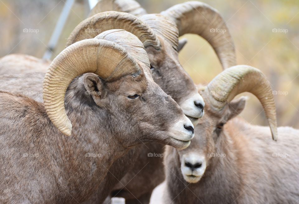 Group of rams 