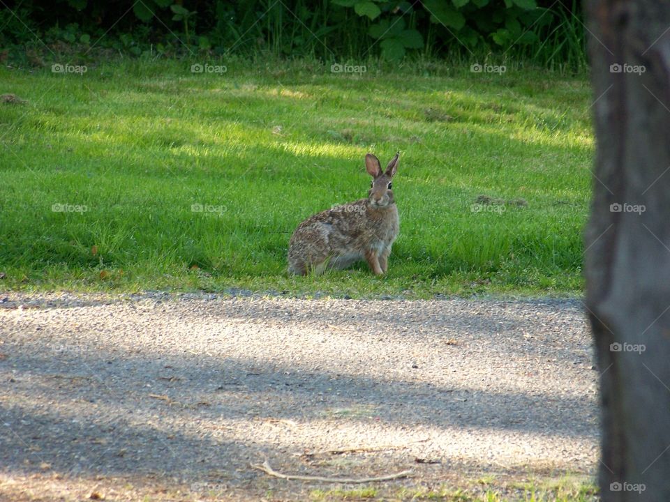 wild rabbit. wild rabbit