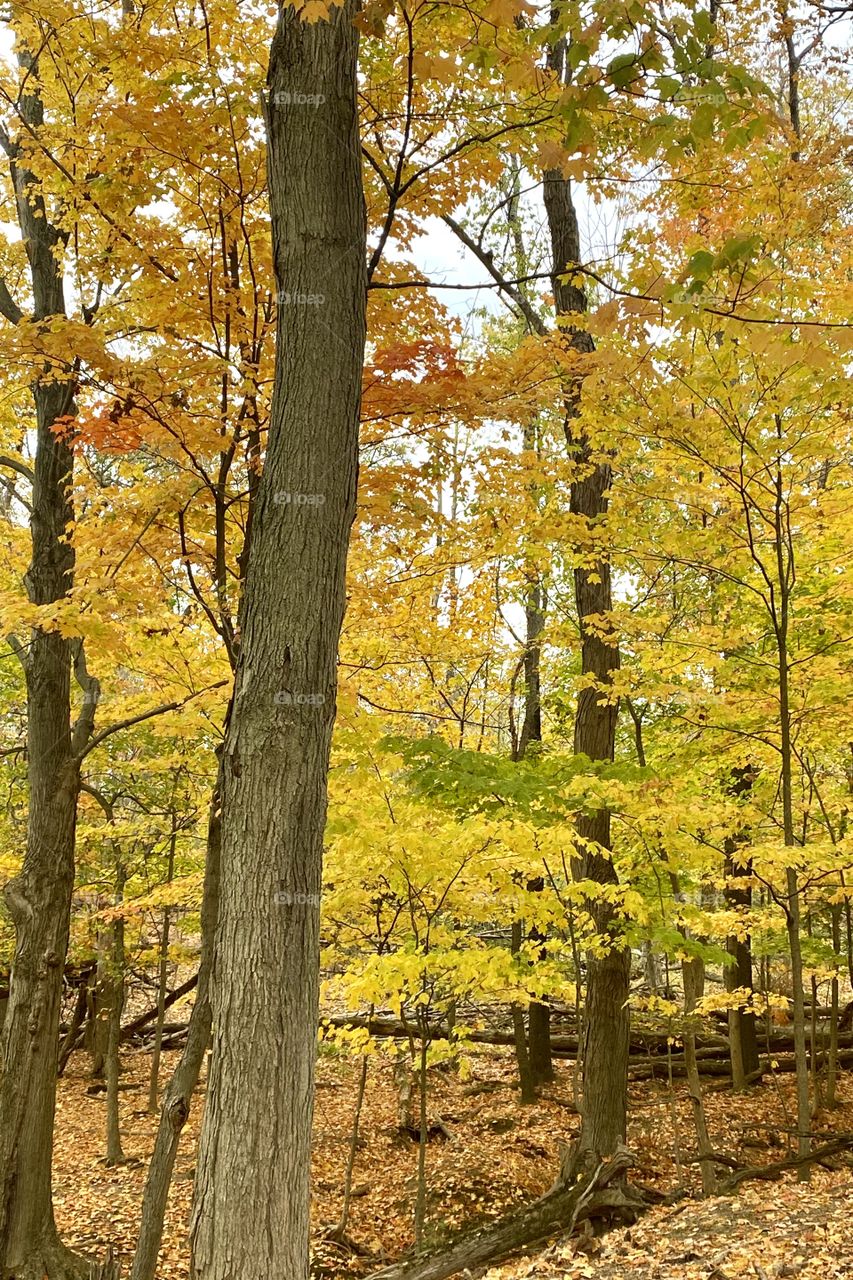 Beautiful orange and yellow autumn leaves, forest view 