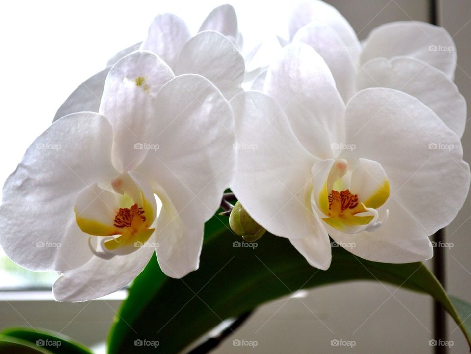 White orchid