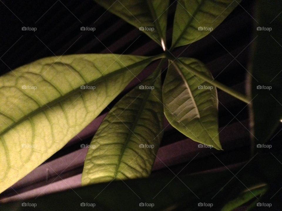 Plant at night