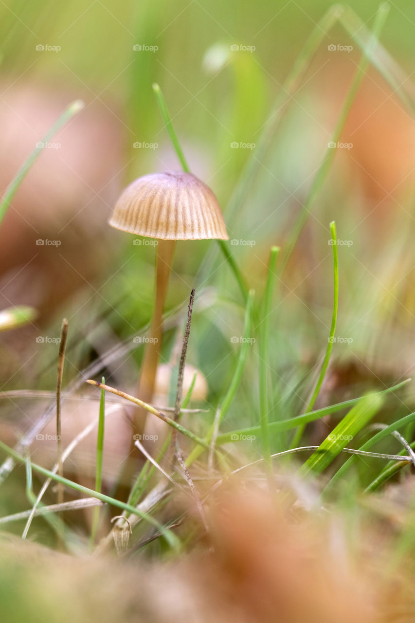 A portrait of a small brown mushroom standing tall in the grass of a lawn in between blurred autumn leaves.