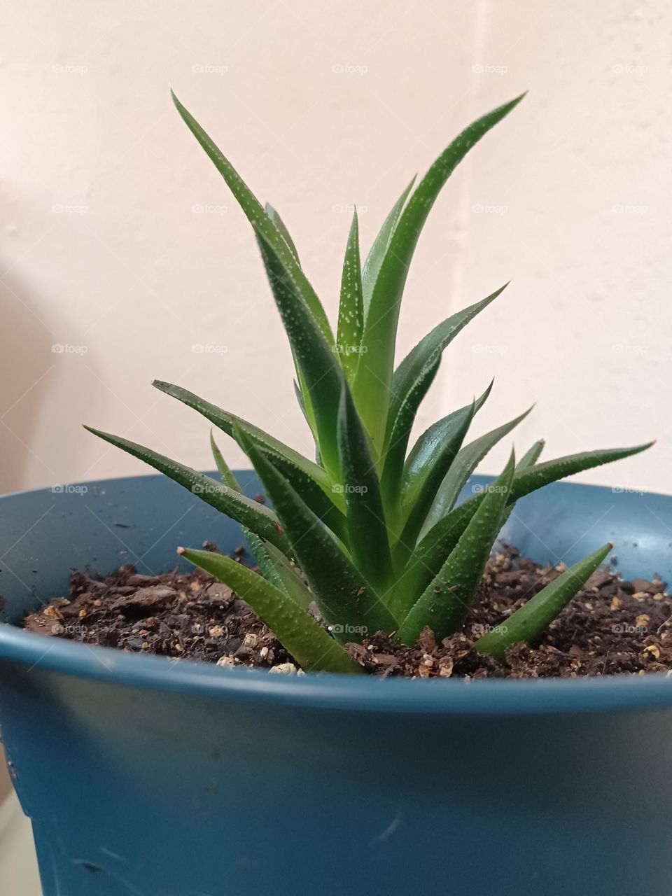 succulent, plant, house plants, pretty, beautiful