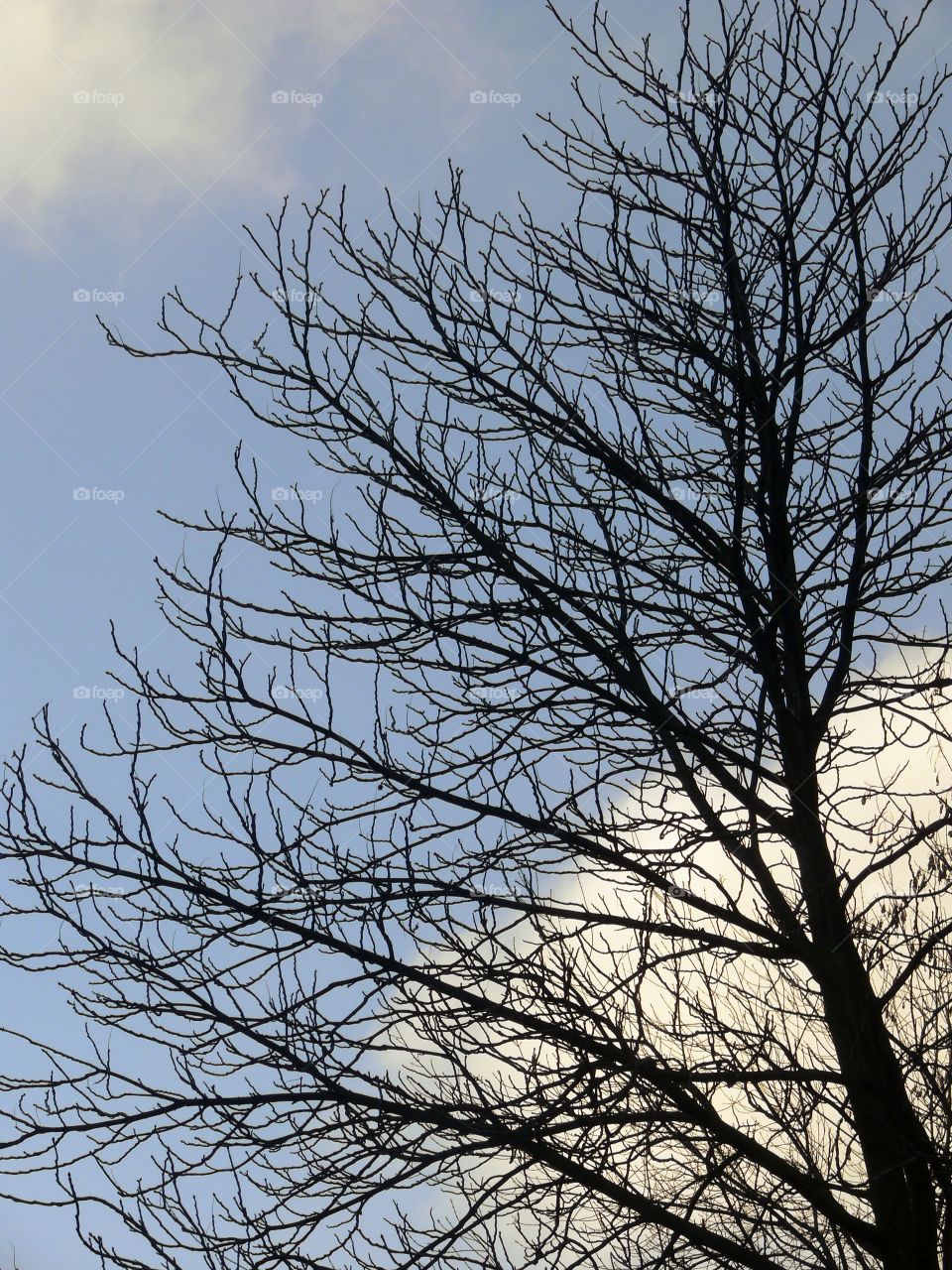 Low angle view of bare tree against autumn sky.