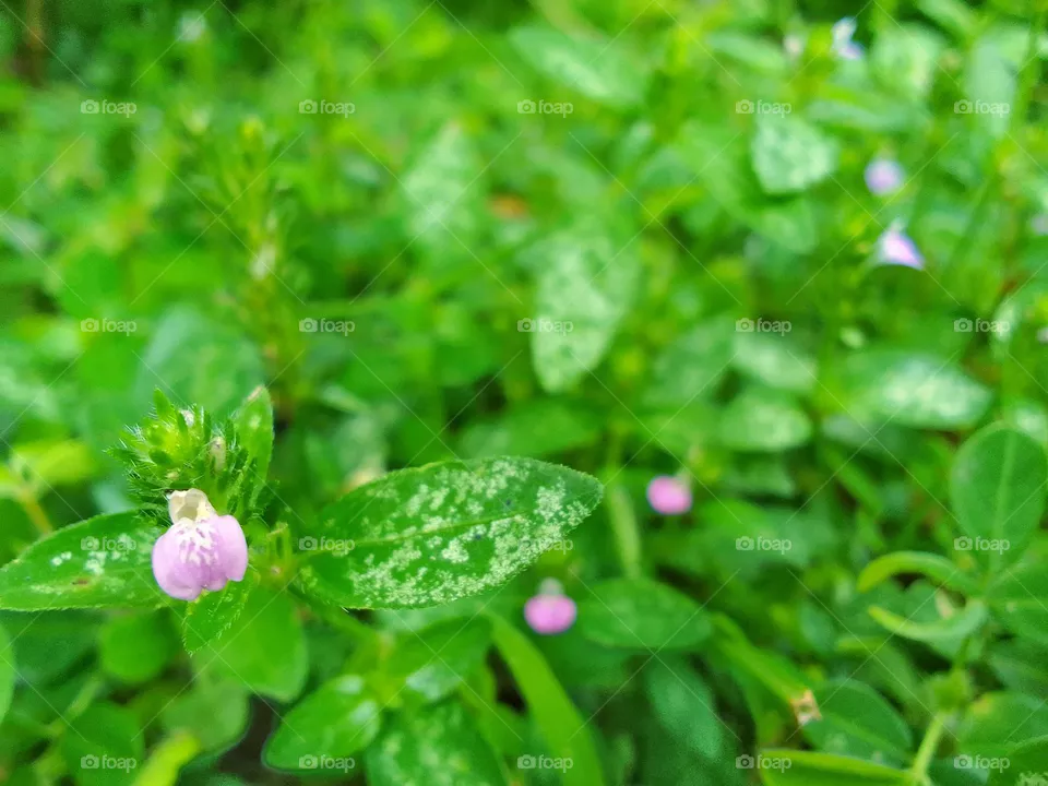 natural flower 🍃🌺