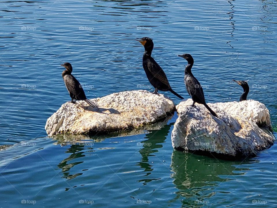 Cormorants on Rocks in the Lake