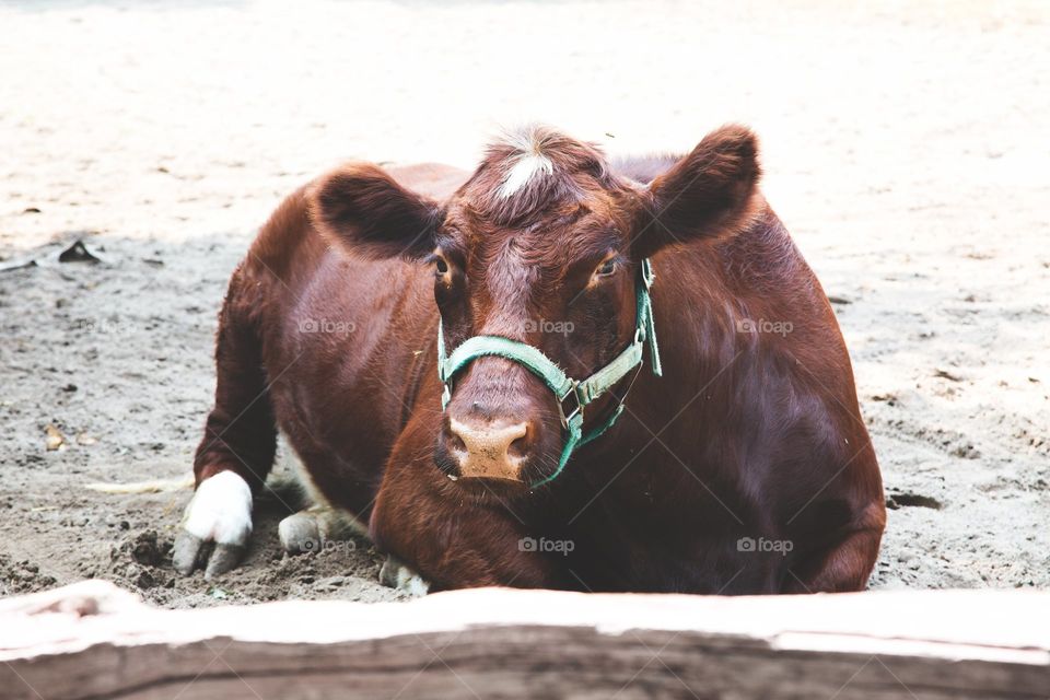 Cow resting on farm