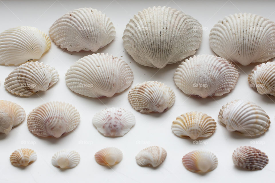 Sea shells in various sizes and shades of colors