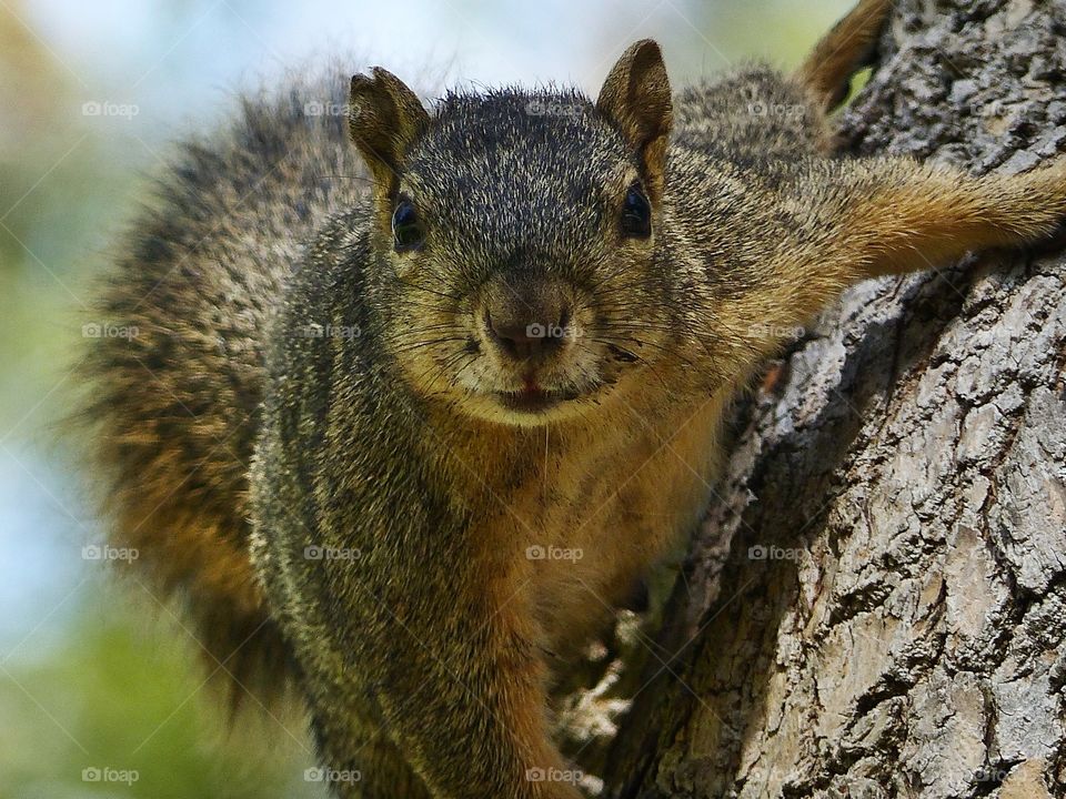 Squirrel on edge