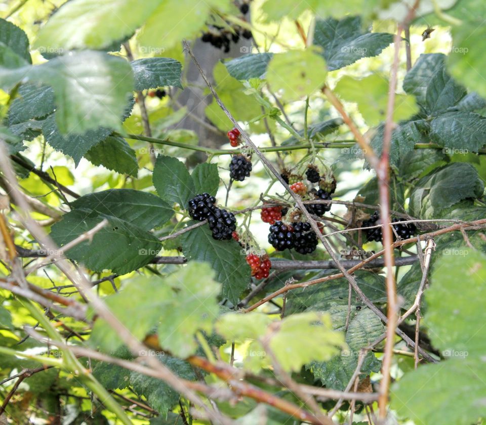 wild berries