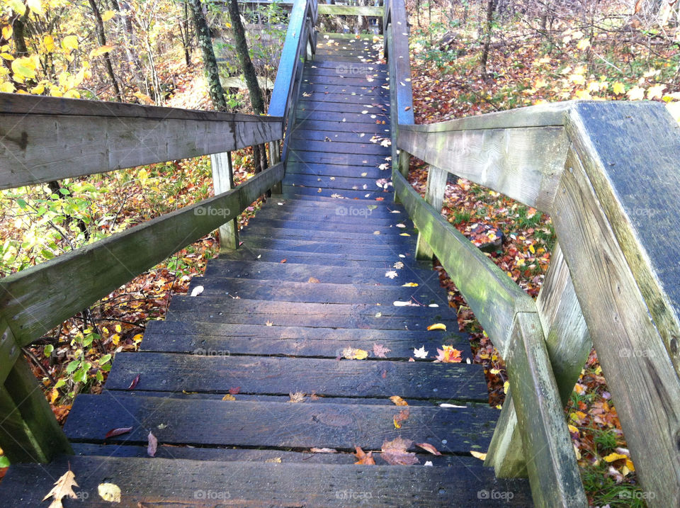 wood trees leaves autumn by peacephotos