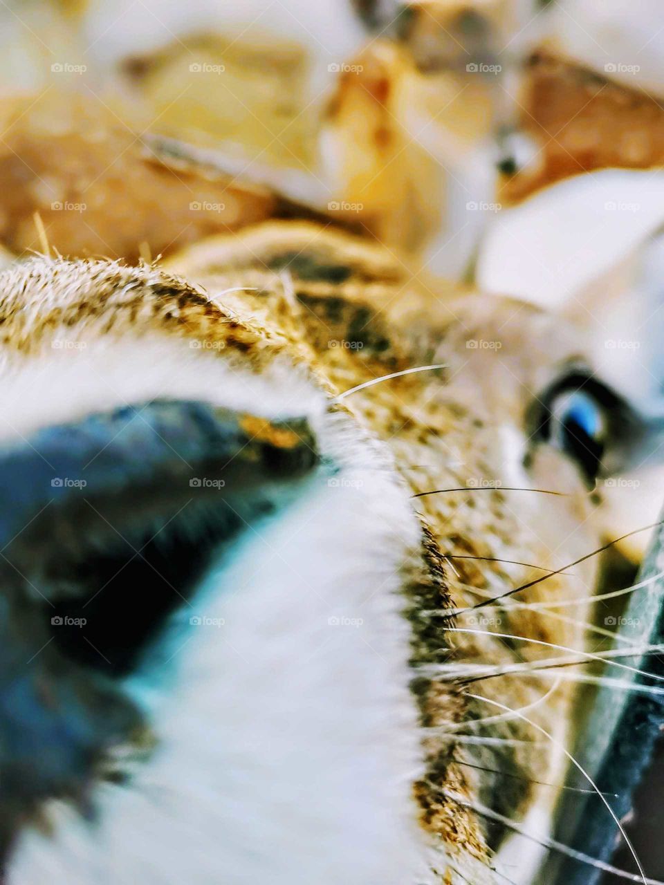 Deer close up