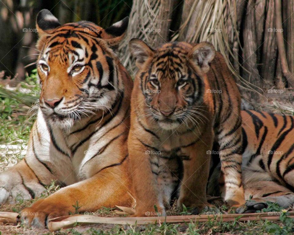 Tiger mom and cub