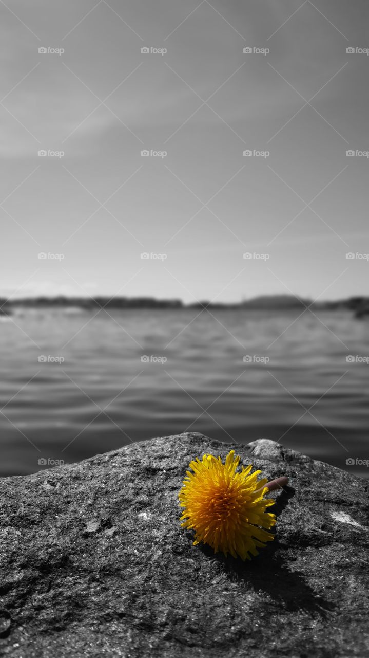 Dandelion. Spring in Norway