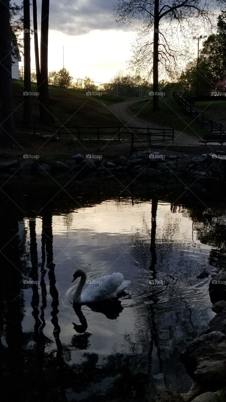 Reflections of a Swan