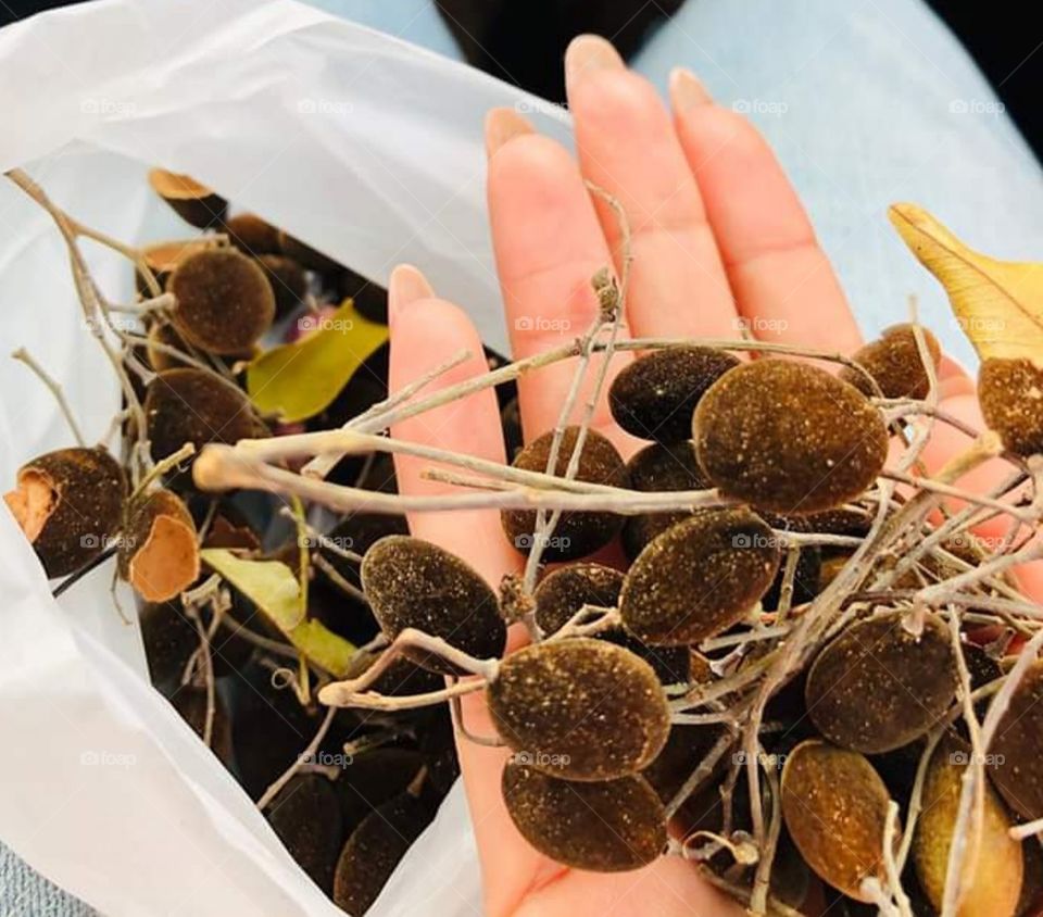 My favorite fruit ever_Hard to find