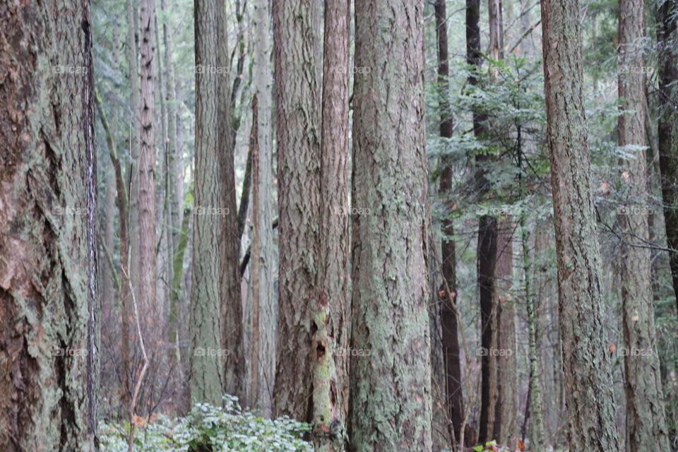 Trunks of tall trees into a deep woods 