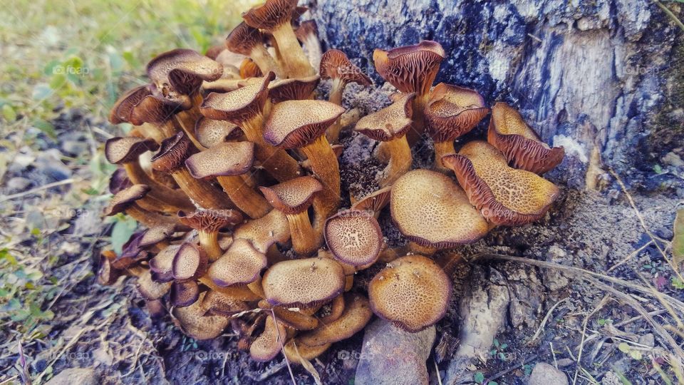 I've always been fascinated by fungi, how beautiful is this bundle!