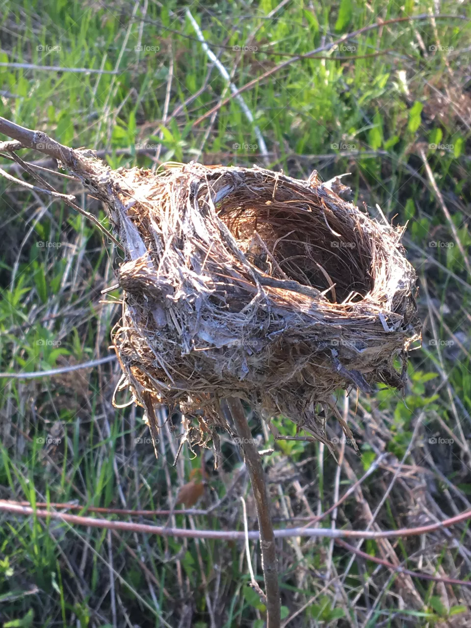 Bird nest 