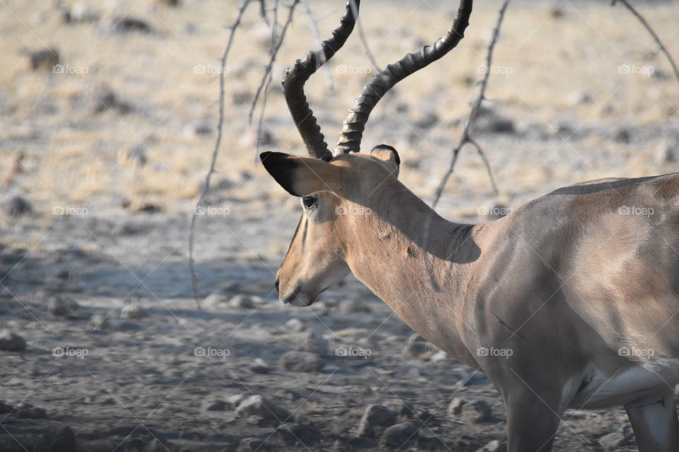 Antelope in Africa 