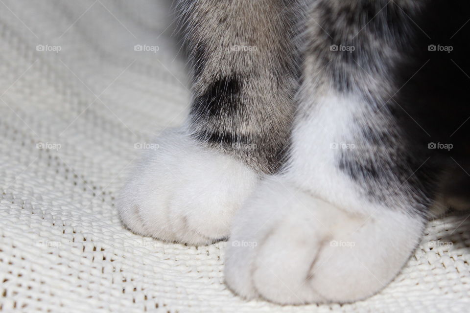 Cat Paw On Table
