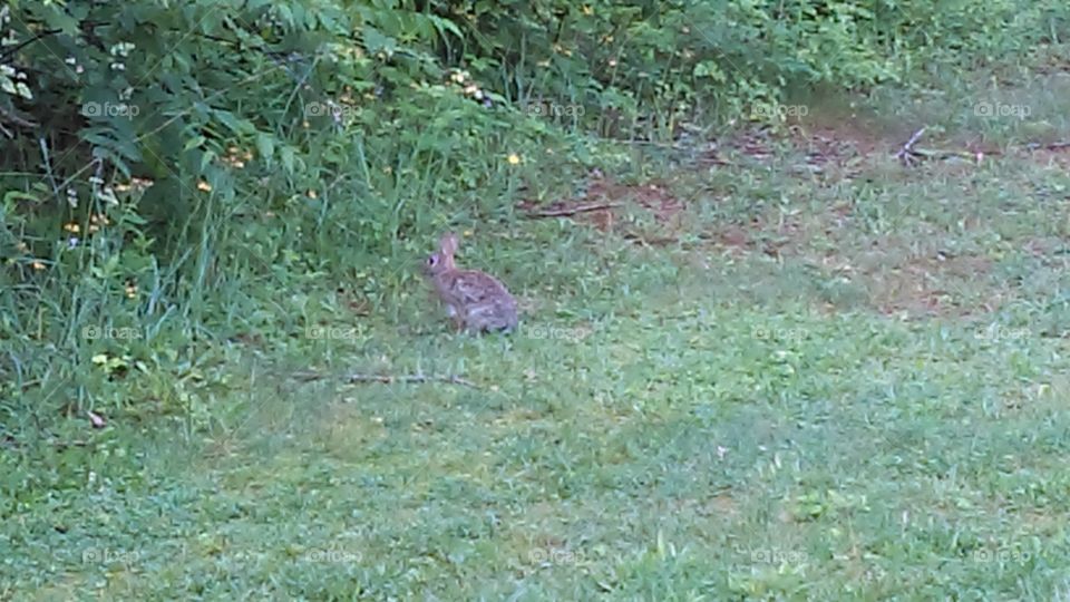 Summer rabbit